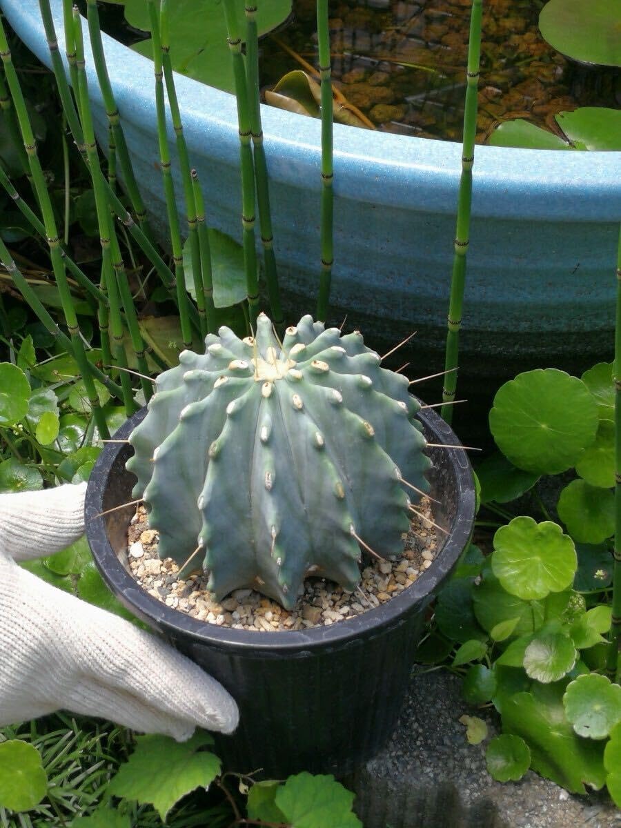 ウ*ニ様 オークション サボテン フェロカクタス 刺無王冠竜錦(曙斑) 実生 ウ*ニ様 オークション サボテン フェロカクタス 刺無王冠竜錦(曙